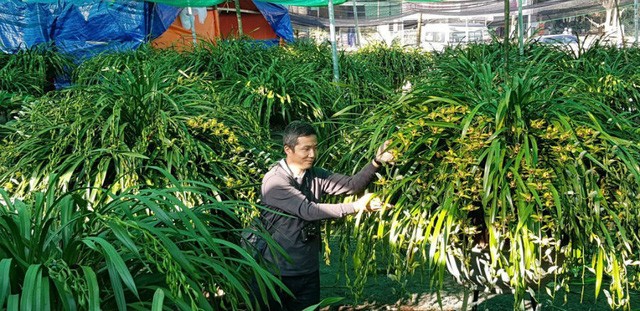 Đại gia Hà thành chi 1,5 tỷ đồng mua 500 nhành lan huyền thoại chơi Tết ảnh 1