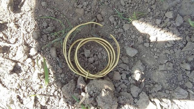 Đi dạo trong rừng, tình cờ nhặt được kho báu vàng 3.000 năm tuổi ảnh 1