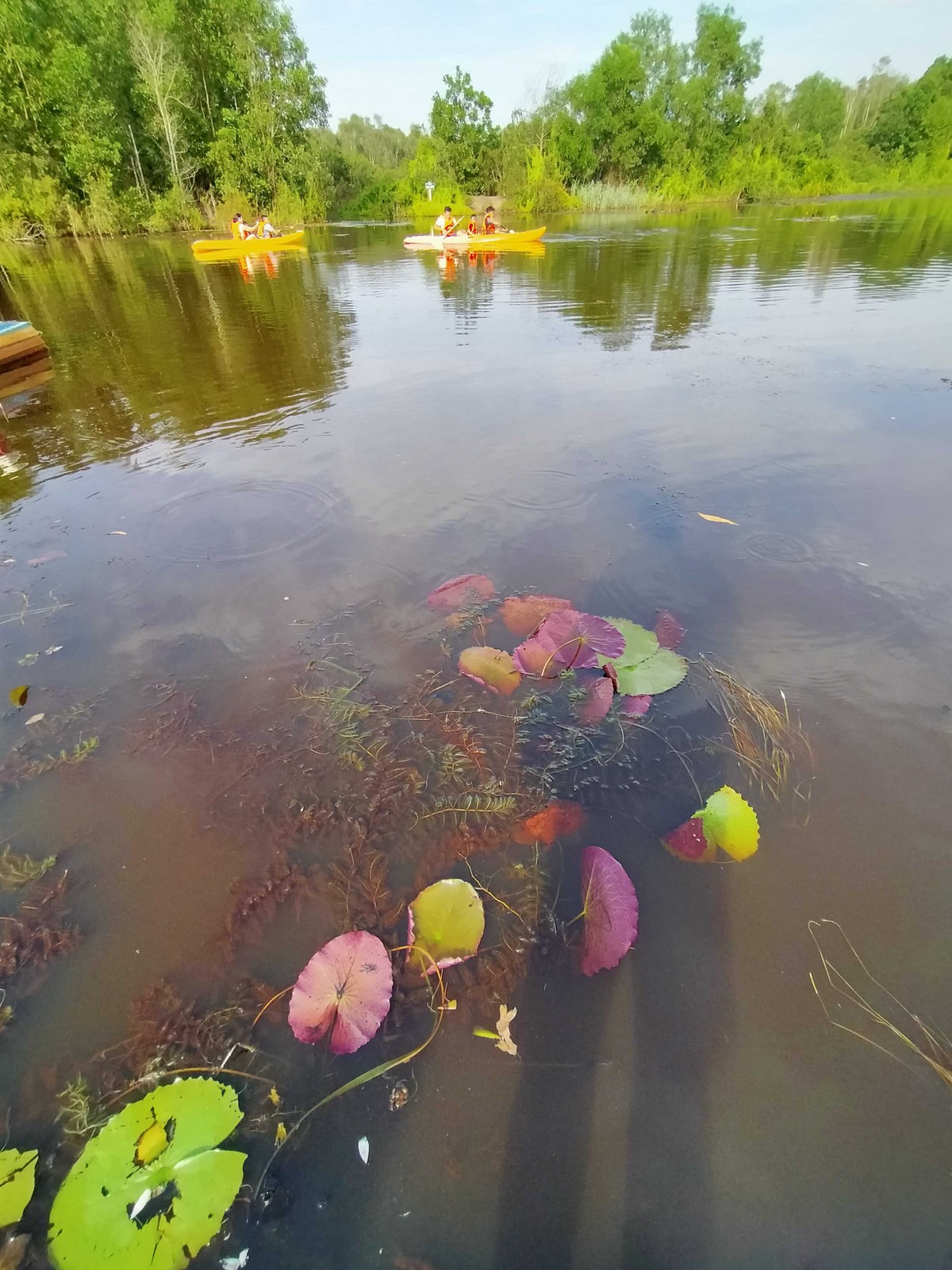 Khám phá Cánh Đồng Bất Tận ở Long An ảnh 4