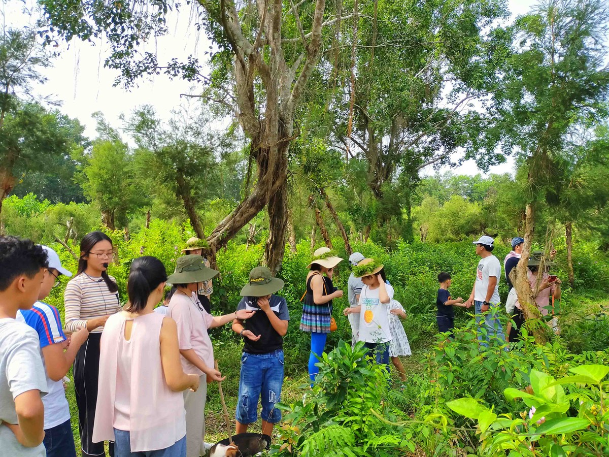 Khám phá Cánh Đồng Bất Tận ở Long An ảnh 12