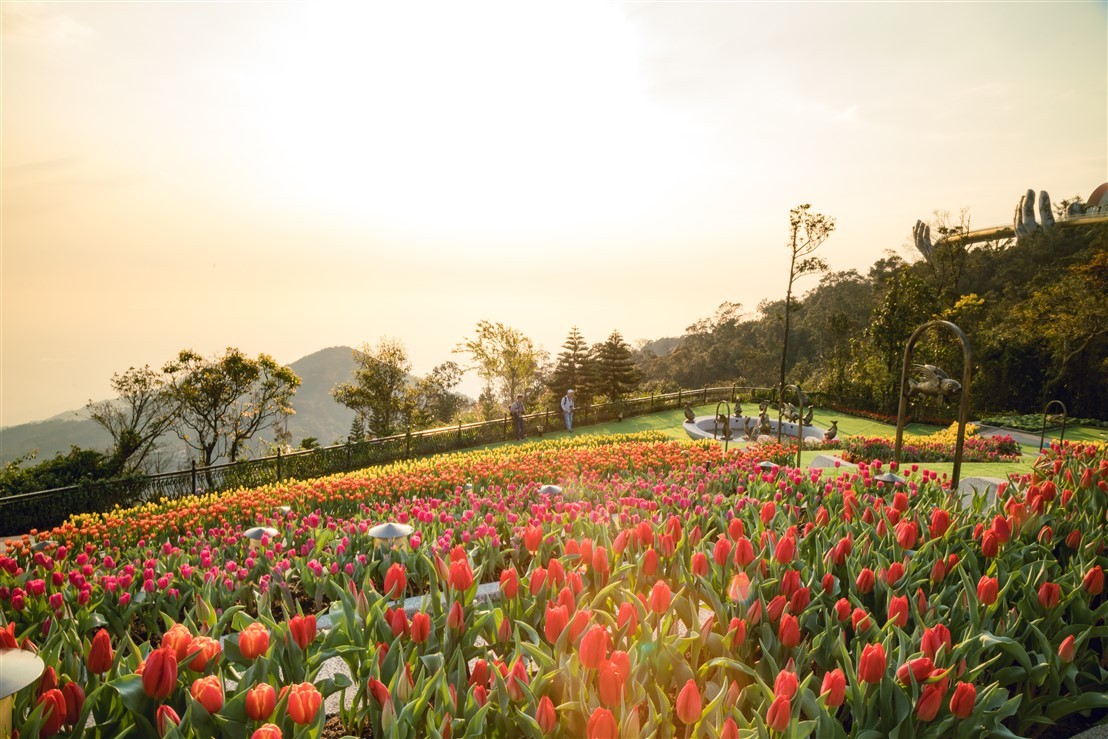“Chị chị em em”, Tết này bếp núc làm chi, lên mà xem Bà Nà rực rỡ tulip với hoa hồng ảnh 1