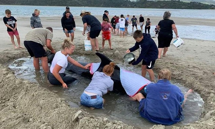 Người đi biển cứu đàn cá voi mắc cạn ảnh 1