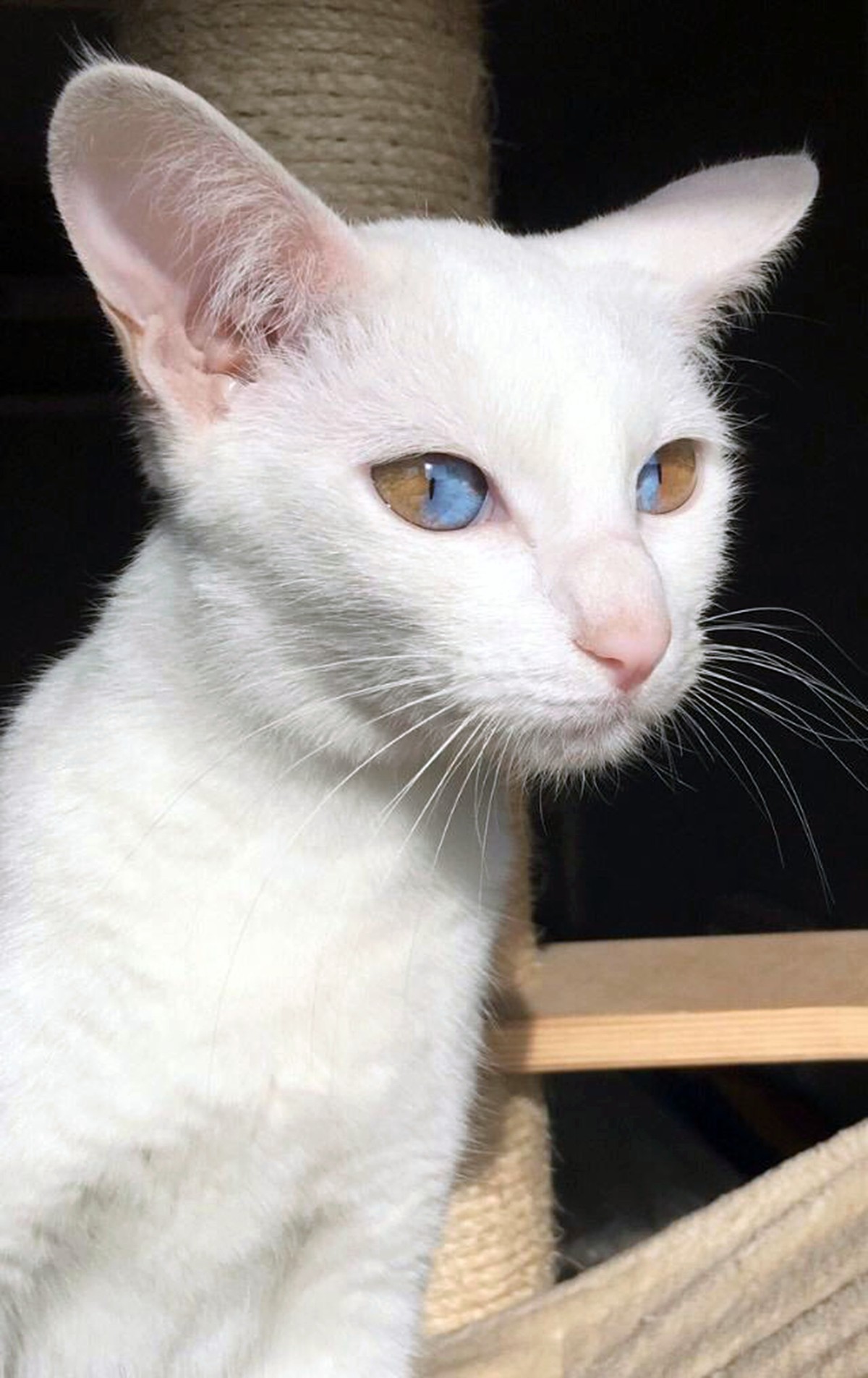 Siêu hiểm: Chú mèo có đôi mắt nửa màu nâu nửa màu xanh ảnh 1