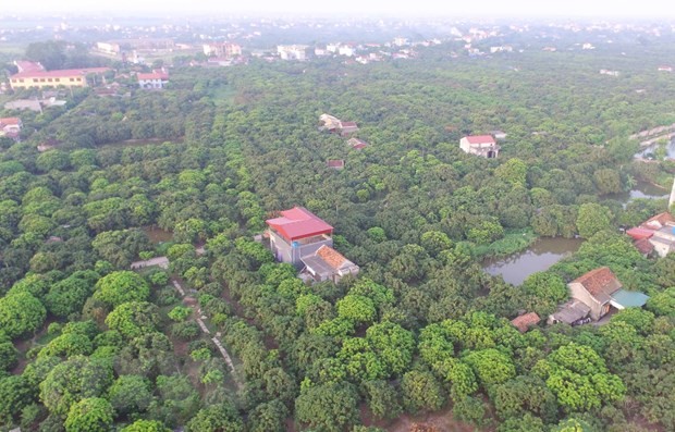 Vương giả chi quả: Nhãn lồng 'tiến vua' đua ra thế giới ảnh 1