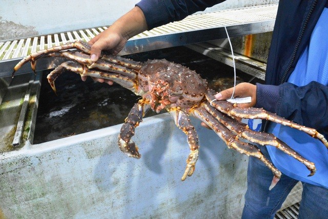 Dịch corona: Dân buôn hải sản “điêu đứng” vì doanh thu “lao dốc“ ảnh 1