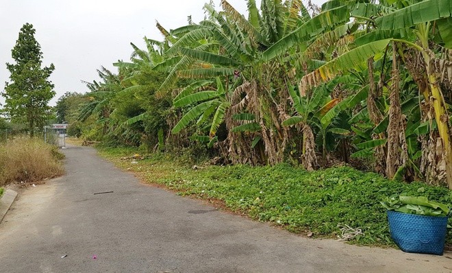 Khỉ xổng chuồng cắn nhiều người ở Sóc Trăng ảnh 1