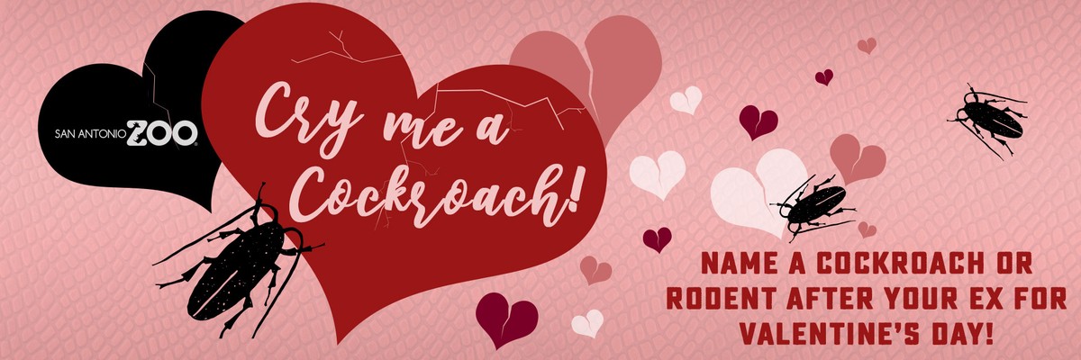 Dịch vụ “lạ” dịp Valentine: Đặt tên người yêu cũ cho gián rồi xem nó bị “chén“ ảnh 1