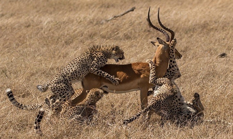 Linh dương thoát vòng vây của 5 con báo săn ảnh 1