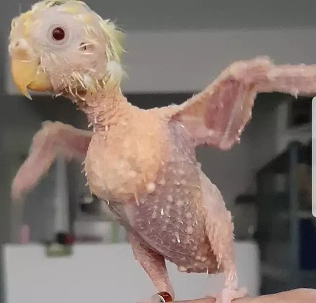 Muộn phiền cuộc sống, chú vẹt rụng sạch lông ảnh 1