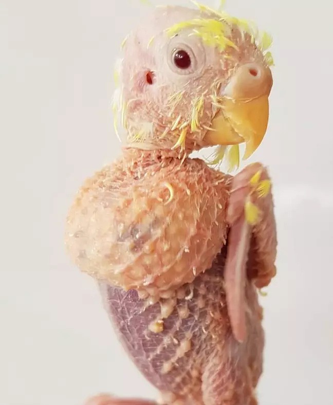 Muộn phiền cuộc sống, chú vẹt rụng sạch lông ảnh 2