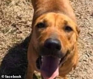 Chó săn bảo vệ cô chủ nhỏ 4 tuổi đi lạc suốt 48 giờ trong rừng ảnh 2