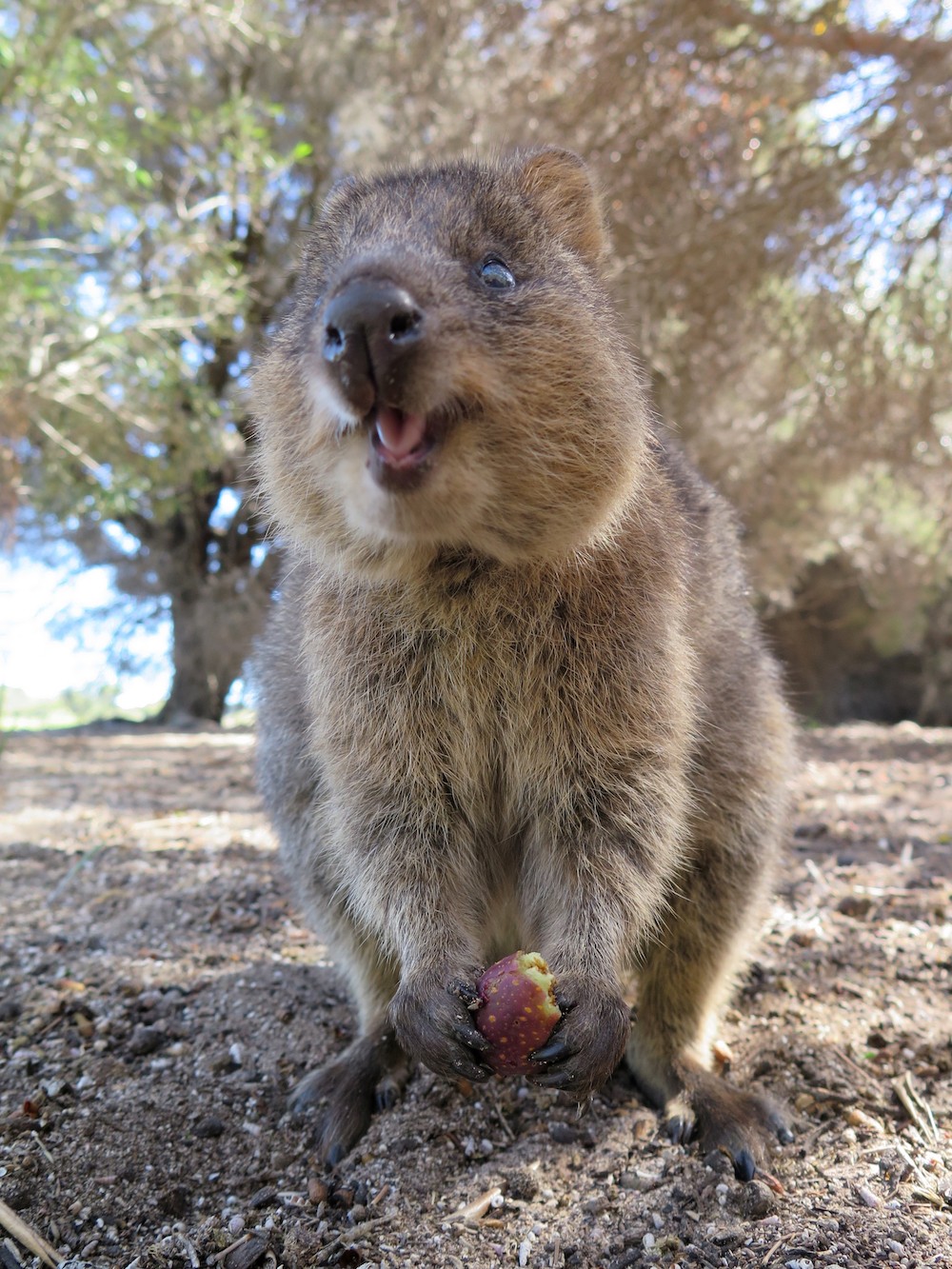 Cùng ngắm nụ cười rạng rỡ từ loài động vật có biệt danh là “hạnh phúc nhất thế giới“ ảnh 3