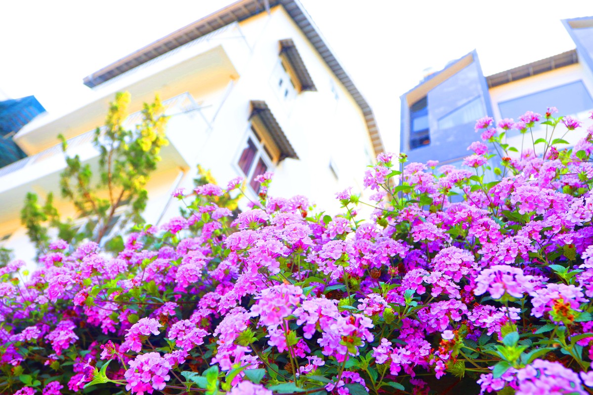 Đà Lạt luôn có những nhịp trầm đúng kiểu của xứ sở mộng mơ ảnh 2