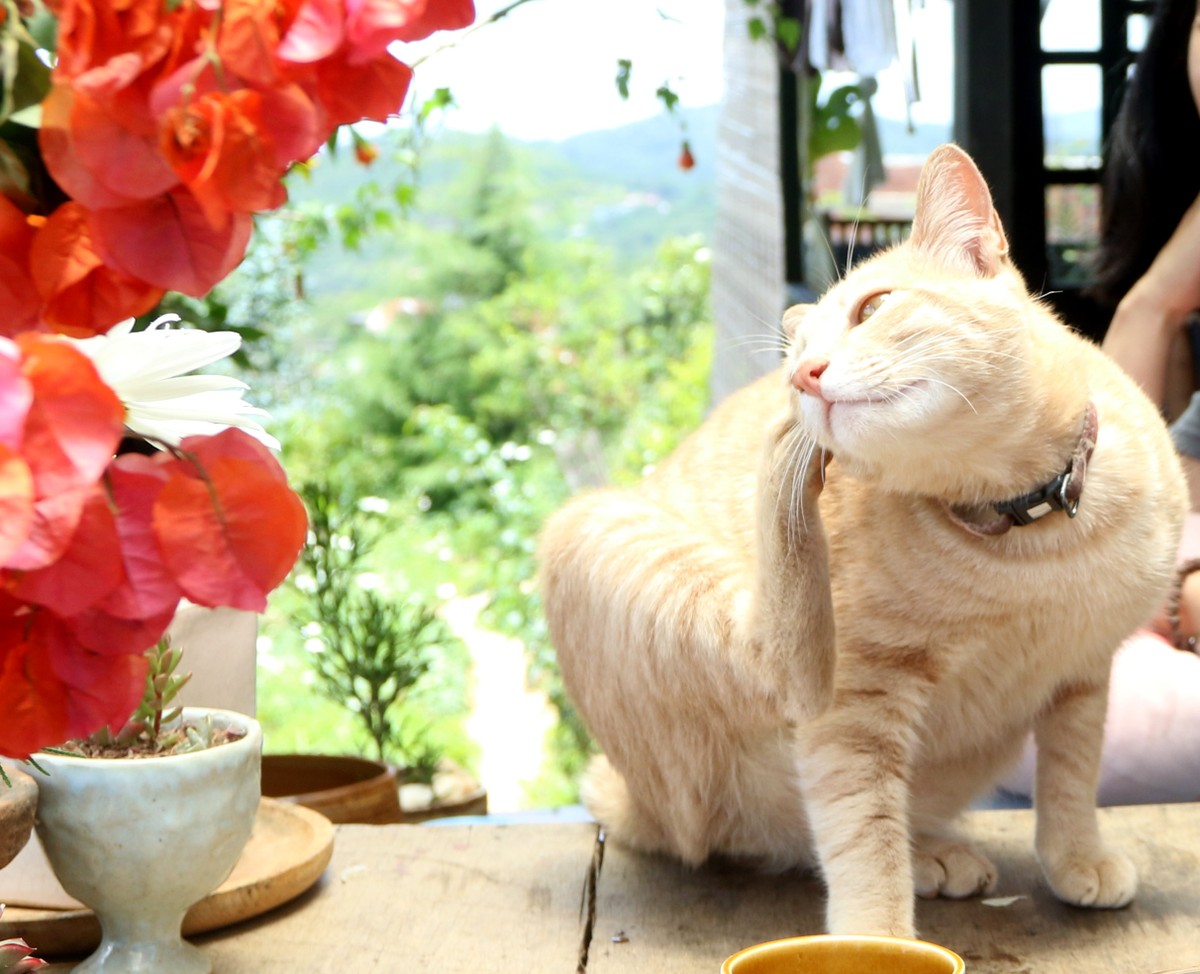 Đà Lạt luôn có những nhịp trầm đúng kiểu của xứ sở mộng mơ ảnh 3