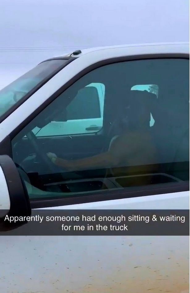 Bực mình vì phải chờ đợi, chú chó “gắt gỏng” bấm còi xe inh ỏi để thúc giục chủ nhân ảnh 1