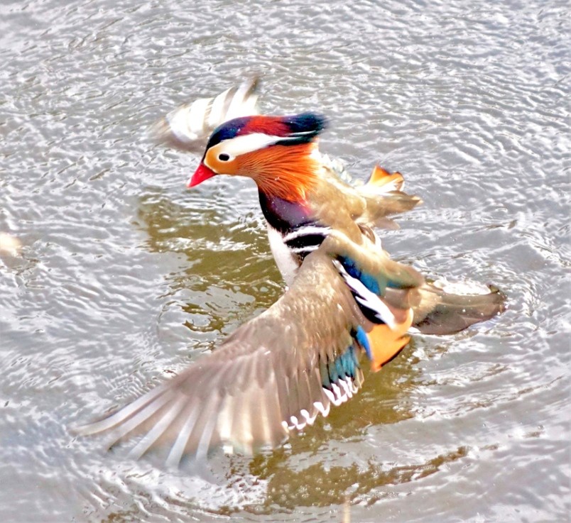 Vịt uyên ương: Loài vịt đẹp nhất thế giới và là biểu tượng của tình yêu chung thủy xuất hiện trở lại ở Canada ảnh 2