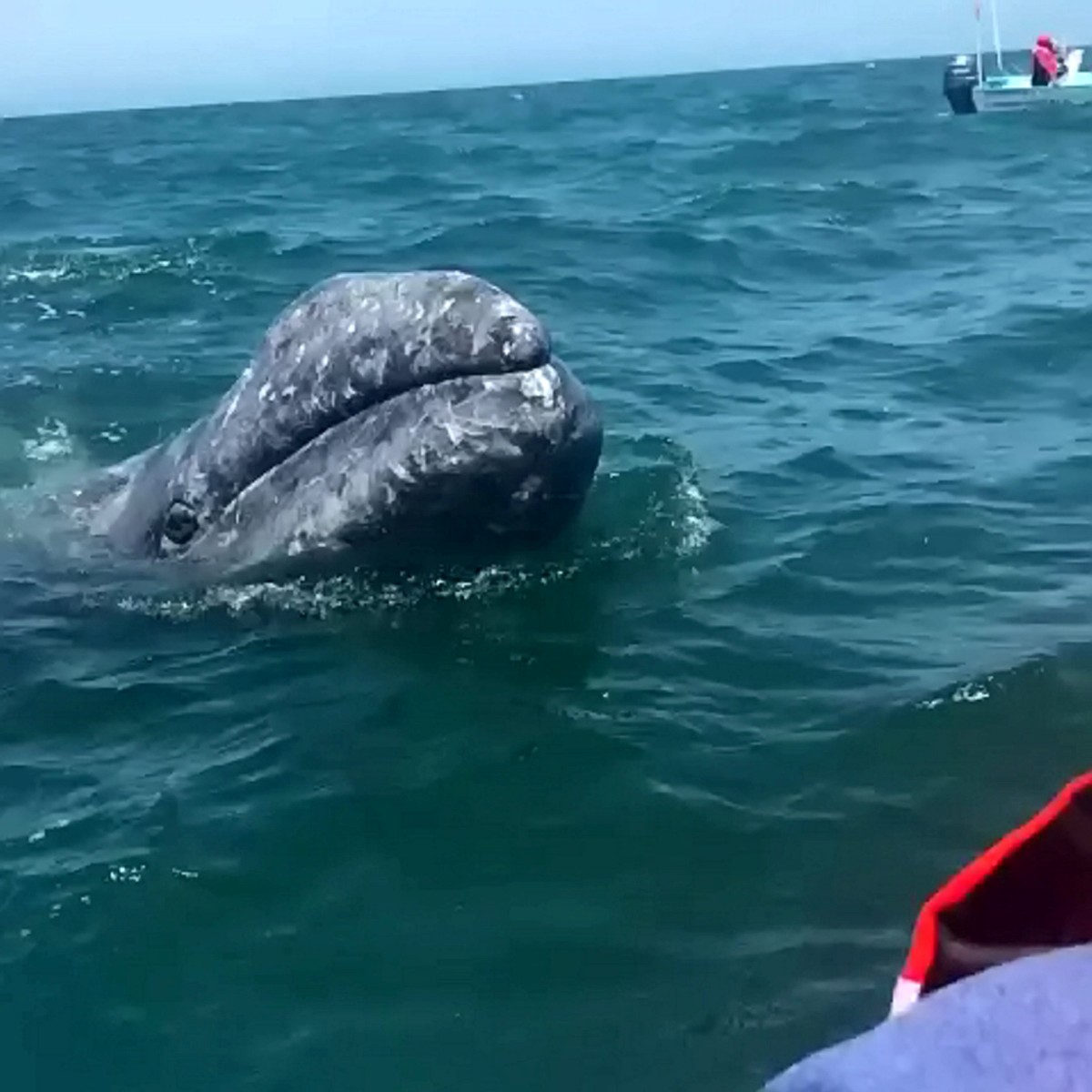 Khoảnh khắc thú vị cá voi xám bơi gần, nô đùa cùng khách du lịch ảnh 1