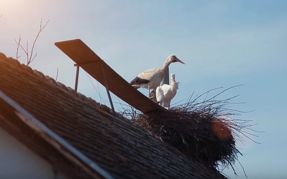 Chuyện chàng cò thủy chung hàng năm bay quãng đường 13.000 km để về gặp người bạn đời ảnh 1