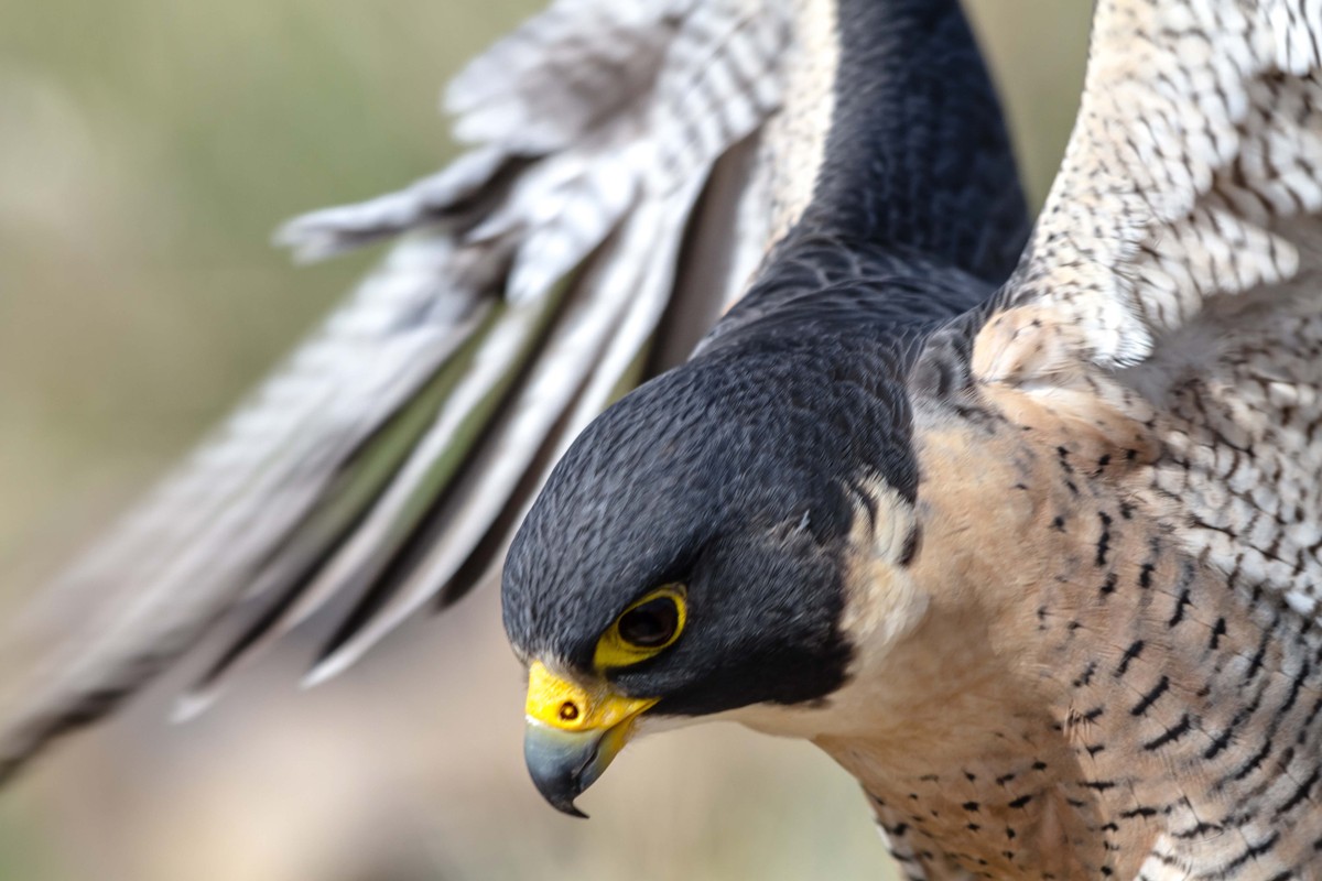 Loài động vật nhanh nhất thế giới tạo dáng dũng mãnh như Hulk ảnh 2