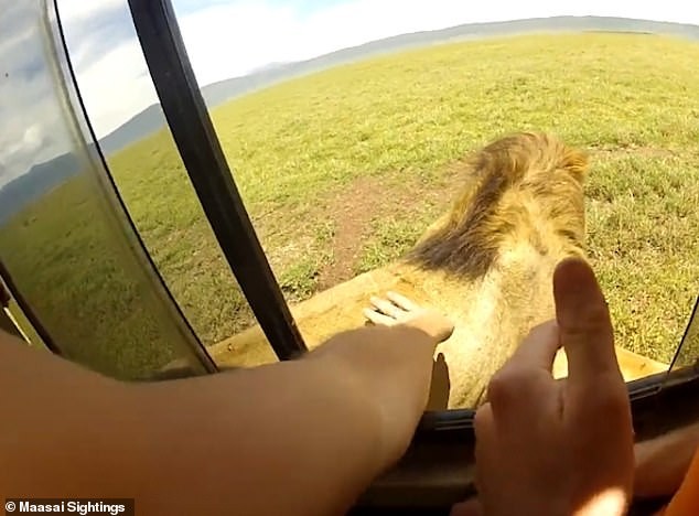 Vuốt ve trêu đùa sư tử châu Phi, hai du khách suýt phải nhận cái kết “đắng lòng“ ảnh 1