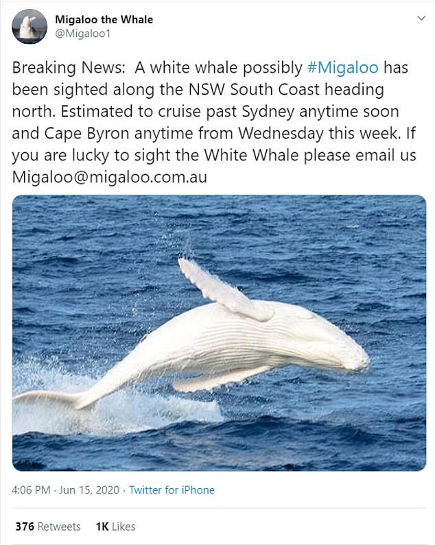 Sự xuất hiện trở lại của chú cá voi lưng gù trắng nổi tiếng nhất thế giới tại nước Úc ảnh 1