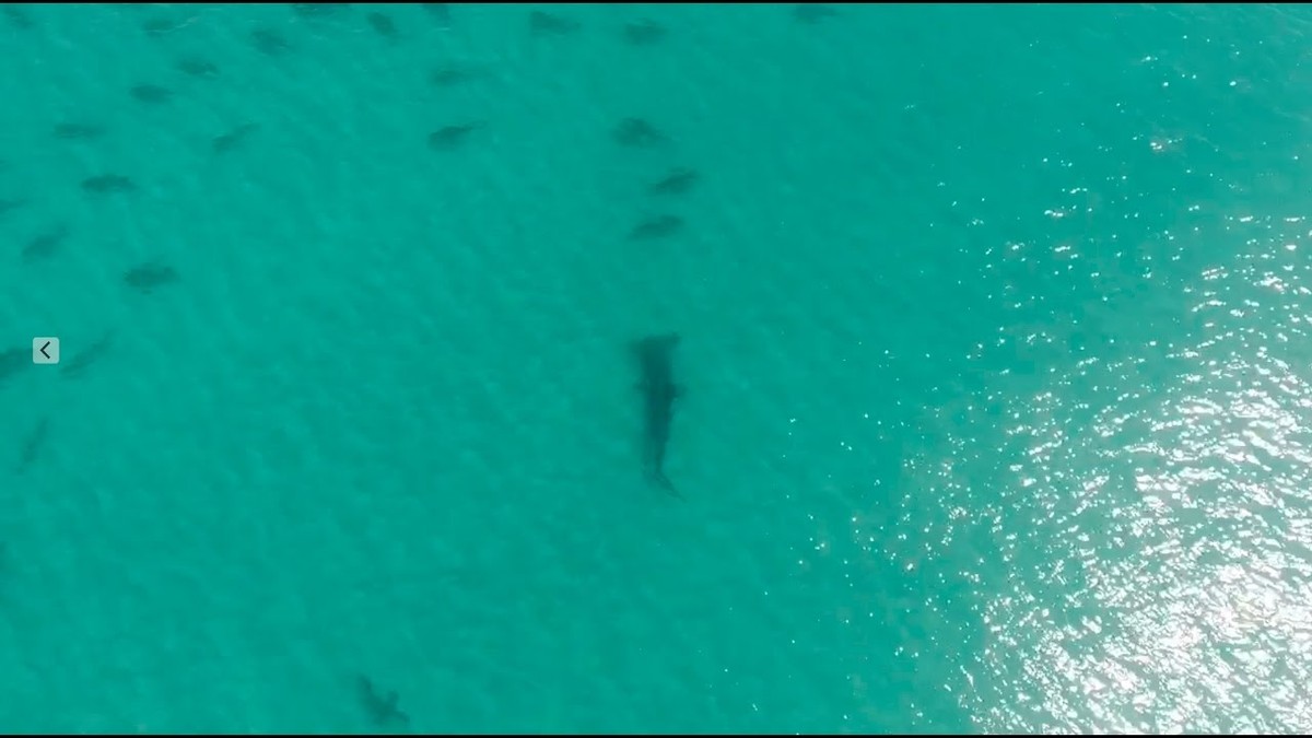 Cá mập đầu búa khổng lồ và chuyến đi săn hàng nghìn con mồi di cư xấu số ảnh 1