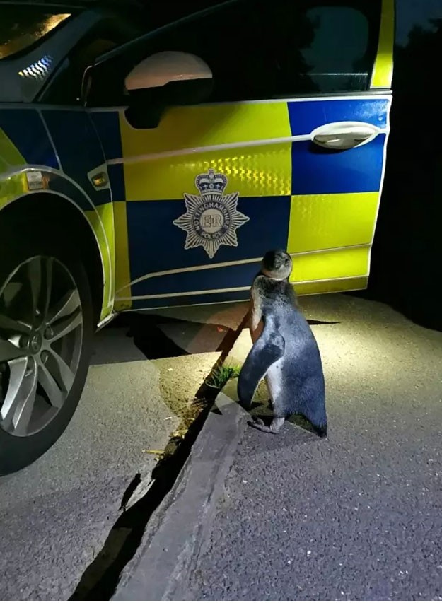 Sinh vật "kỳ lạ" đi lạc được phát hiện bởi Đội tuần tra cảnh sát Anh ảnh 1