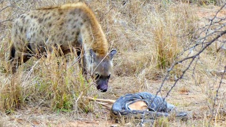 Một phút sơ sẩy, trăn đá châu Phi bị linh cầu “nẫng” mất con mồi ảnh 1