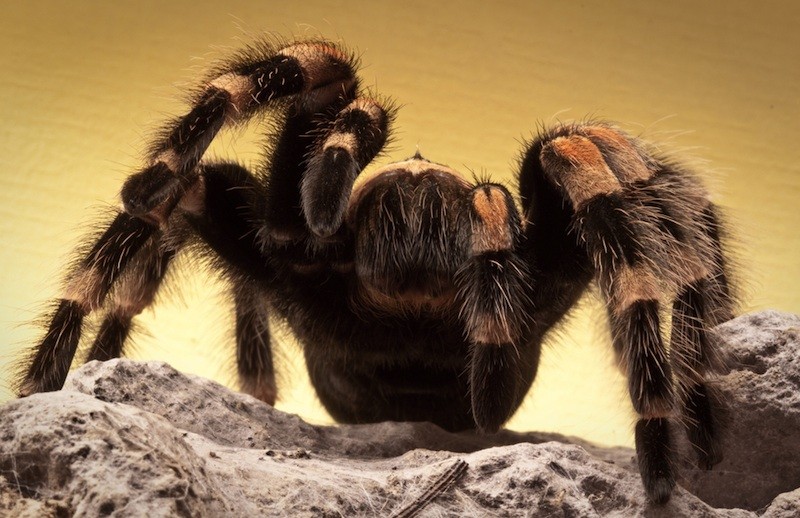 Nhện Brazilian Salmon Pink Tarantula, con vật lớn thứ 3 trong họ nhà nhện.