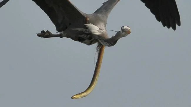 Cảnh tượng trông rất "ra gì và này nọ"... Ảnh: Sam Davis.