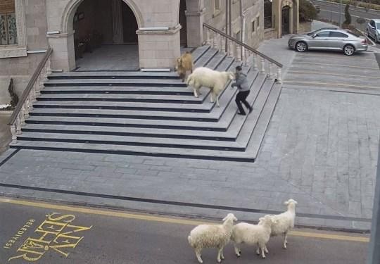 Bao vây tòa nhà, đàn cừu và dê tấn công tất cả những người cố gắng đi làm. Ảnh: Getty.