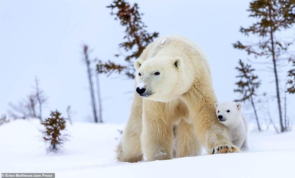 Gấu mẹ đi theo chăm chút, bảo vệ đàn con từng tý một. Ảnh: Brian Matthews.