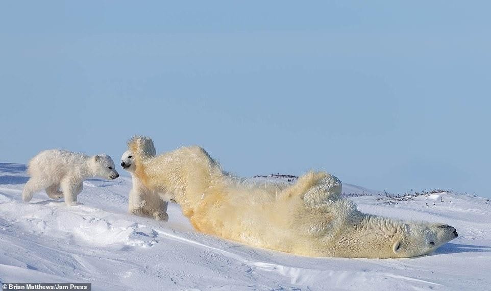 Ngủ mê mệt đến độ bị tuyết cuốn trôi. Gấu mẹ chăm sóc con "tốt" ghê... Ảnh: Brian Matthews.