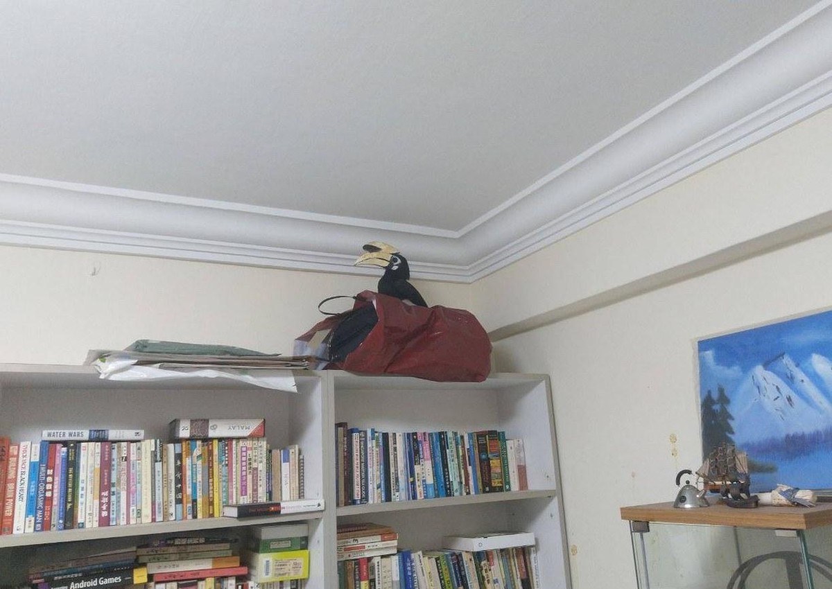 Chân dung những vị khách thích thì đến. không thích thì đuổi cũng không đi. Nguồn: Facebook/hoxiangtian