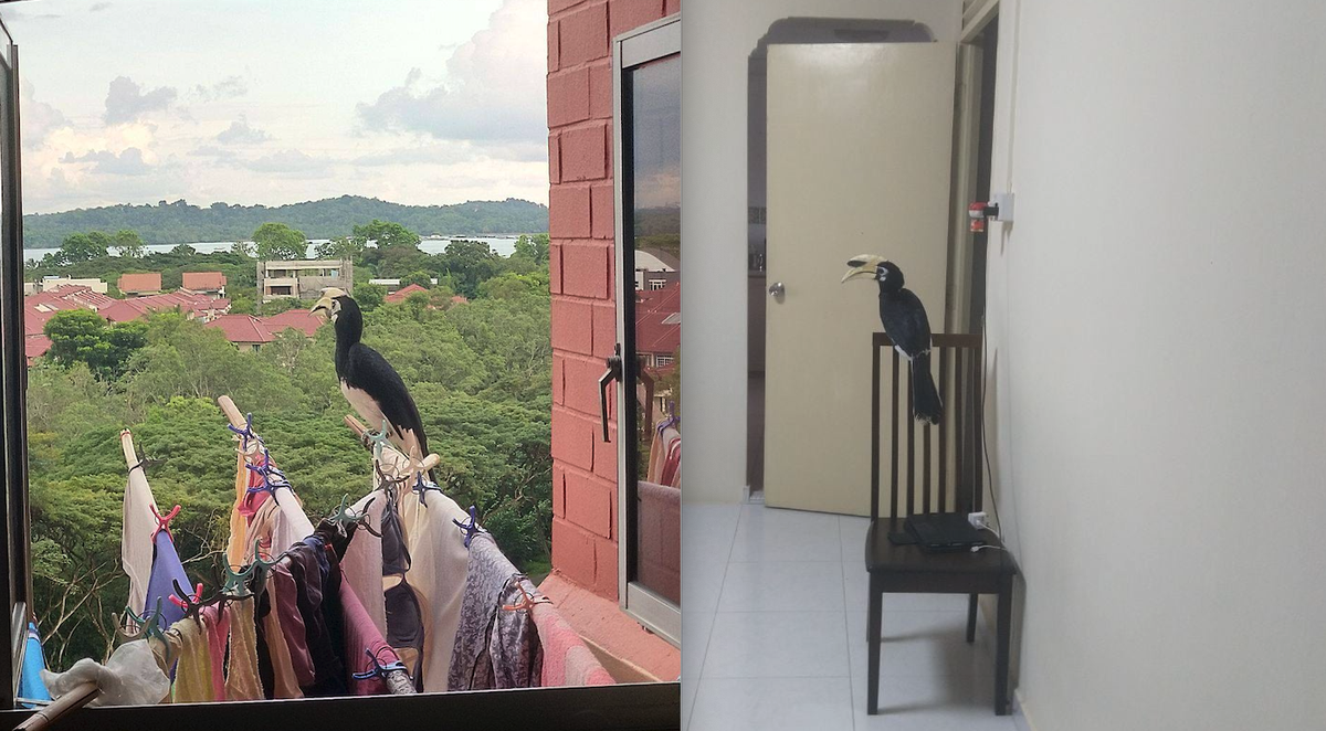 Trước đó một con chim đã từng lảng vàng ở sân phơi quần áo của gia đình. Nguồn: Facebook/hoxiangtian