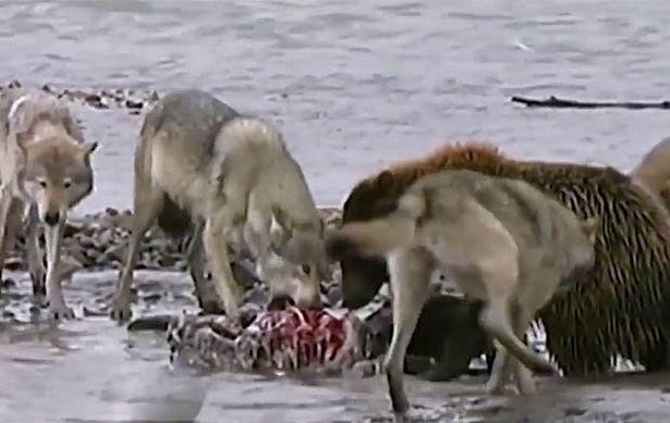 Sự kiên trì của nó đã được đền đáp xứng đáng. Sự kiên trì của nó đã được đền đáp xứng đáng.