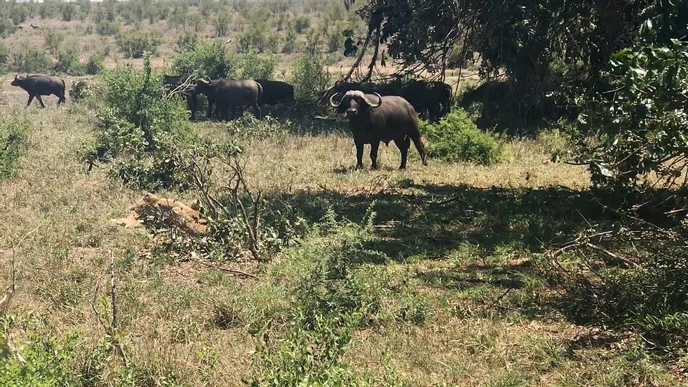 Trâu rừng chăm chú quan sát từng động tĩnh của con sư tử.