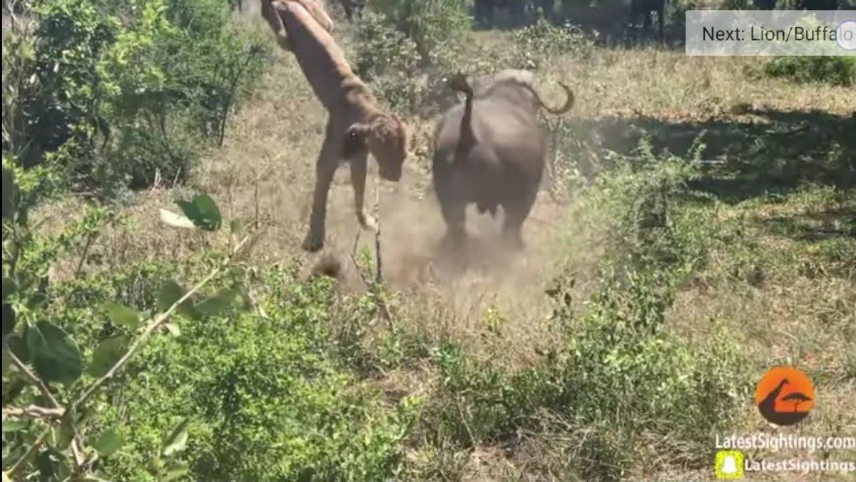 Sau khi húc văng con sư tử, con trâu rừng đã không còn dũng khí để tấn công tiếp mà quay đầu bỏ chạy.