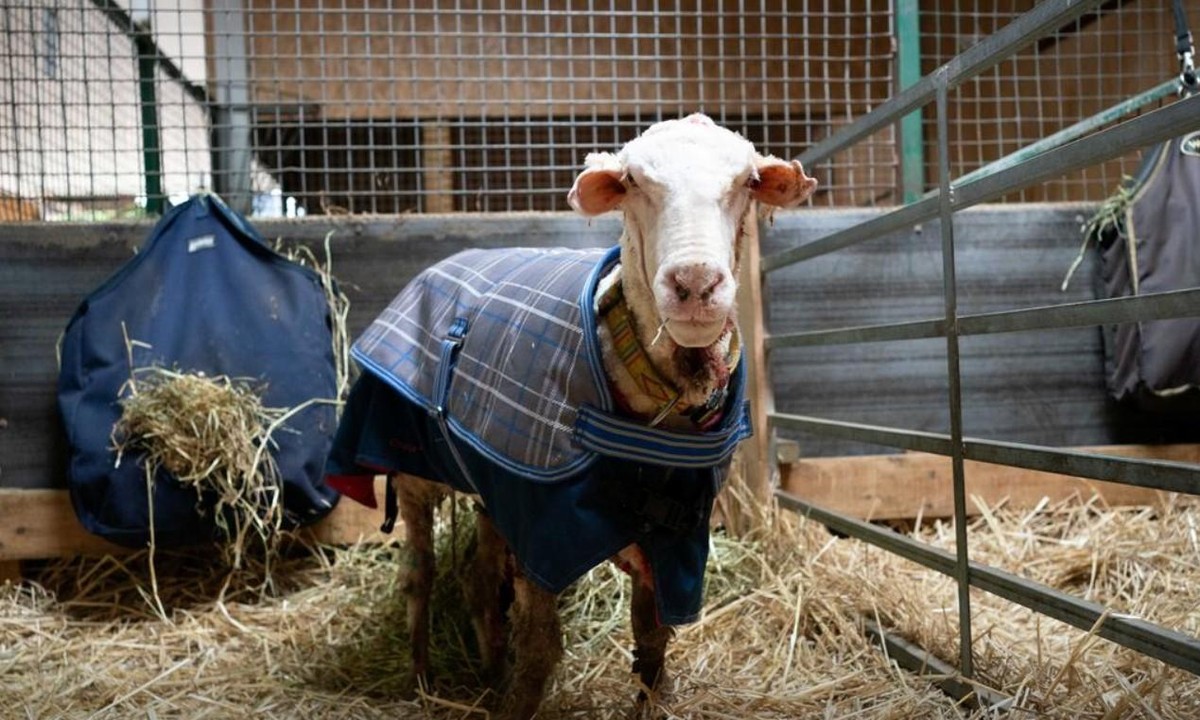 Sau khi cạo lông, trông trần trụi, bé nhỏ bấy nhiêu...