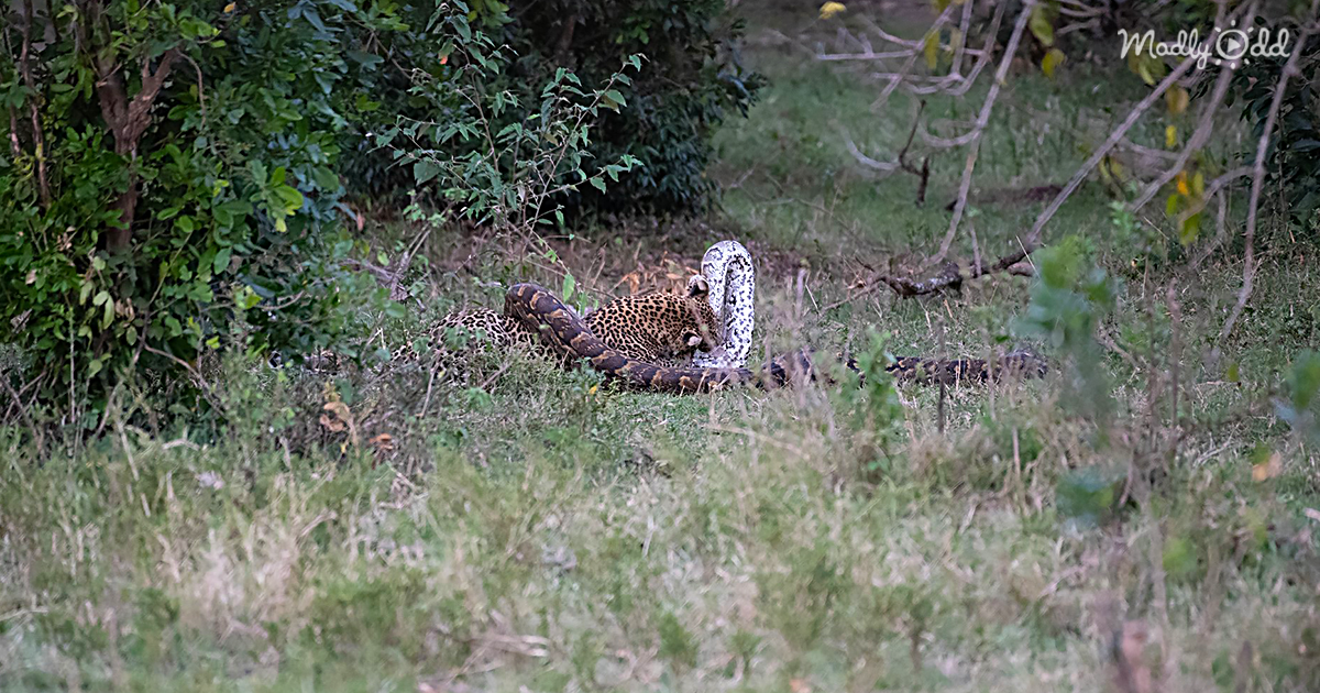 Sinh vật bí ẩn dưới bãi cỏ thì ra là một con trăn đá châu Phi khổng lồ.