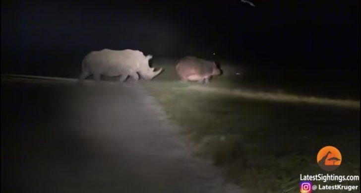 Trêu cho đến khi con tê giác nổi giận thì bỏ chạy. Con hà mã của chúng ta khá "nhây". Trêu cho đến khi con tê giác nổi giận thì bỏ chạy. Con hà mã của chúng ta khá "nhây".