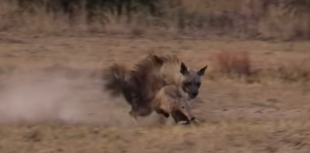 Đã có lúc con linh cẩu chạm được vào lợn đất, tuy nhiên lại không thể giữ chặt được con mồi của mình.