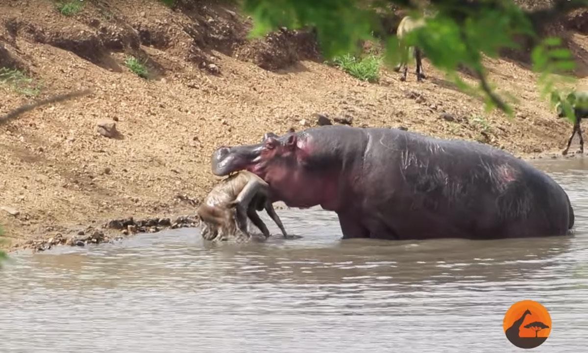 Tuy nhiên, với bộ hàm chắc khỏe của hà mã đã vô tình giết chết con linh dương đáng thương.