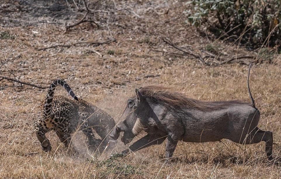 Lợn mẹ nỗ lực để giải cứu con khỏi móng vuốt kẻ săn mồi.