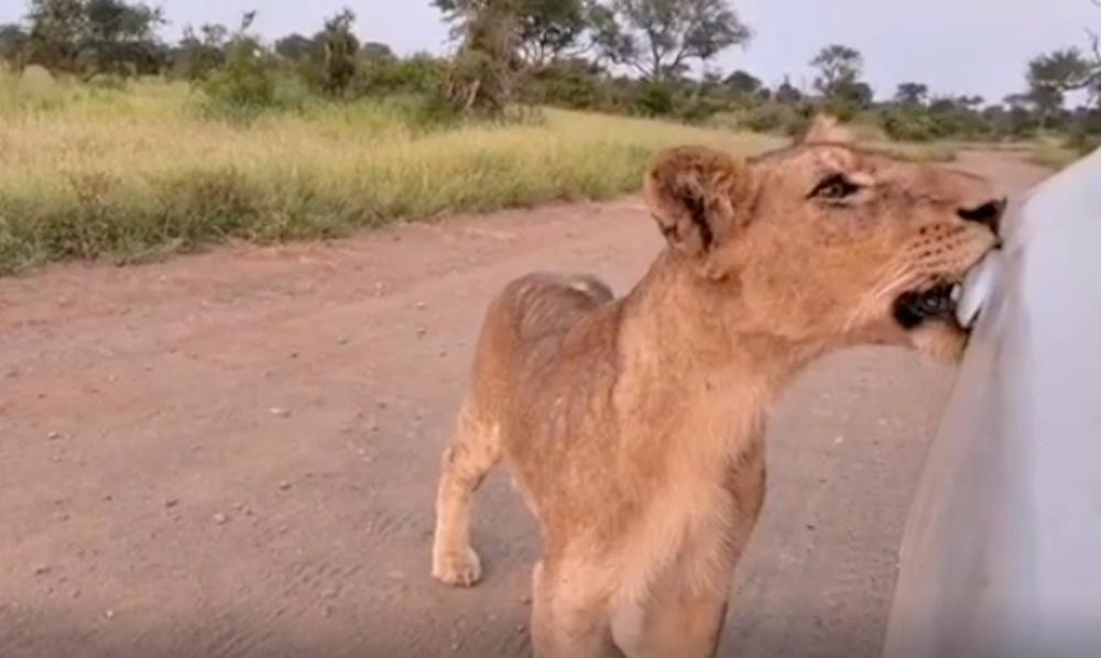 Sư tử có thể dùng răng để mở cửa xe ô tô... Sư tử có thể dùng răng để mở cửa xe ô tô...