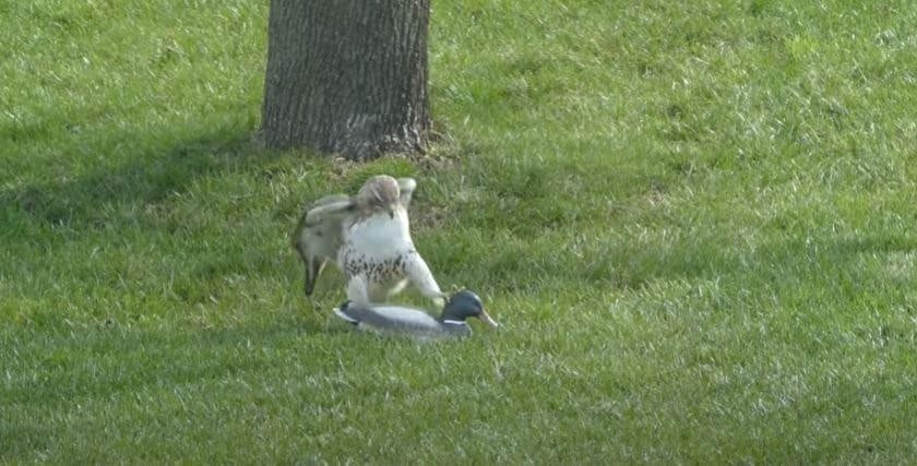 Êu ku, tao bắt nạt mày nè, mau phản kháng lại coi!!!