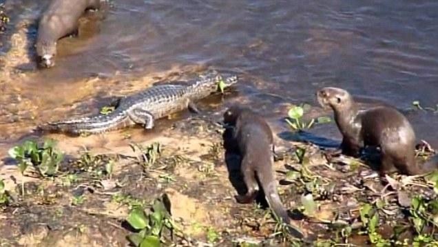 Đàn rái cá tiếp cận con cá sấu caiman, kẻ xâm phạm lãnh thổ.
