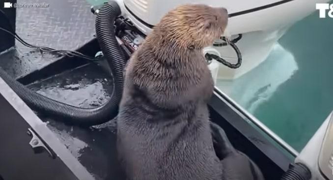 Chiếc tàu di chuyển đúng lúc đã cứu con rái cá một bàn thua trông thấy.