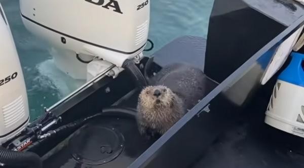 Sự xuất hiện của vị khách láu cá khiến tất cả thành viên trên tàu cảm thấy vô cùng phấn khích.