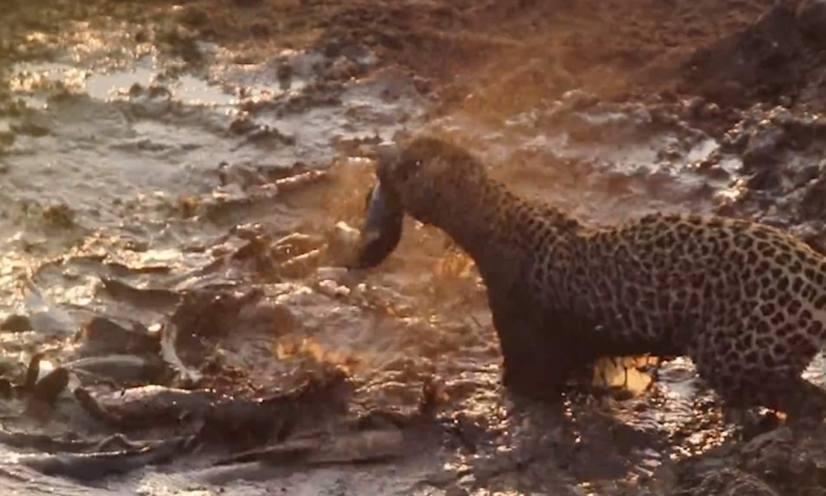 Đương nhiên con báo hoa mai sẽ không bỏ lỡ món quà đến từ mẹ thiên nhiên dành cho nó.